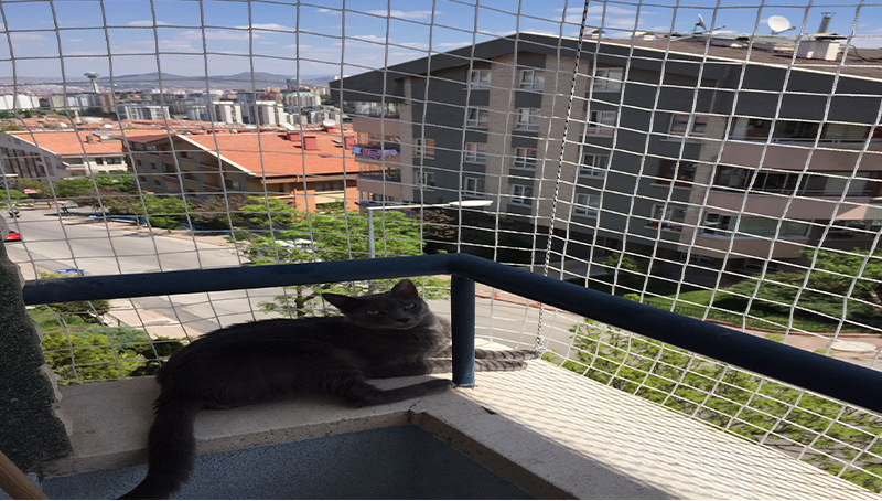Kedi Filesi